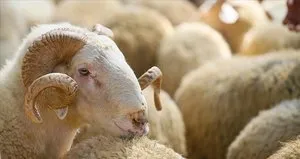 Kurban Bayramı’na özel beslenme tüyoları