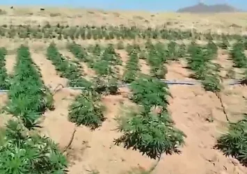 Bingöl'de 23 bin kök kenevir ele geçirildi