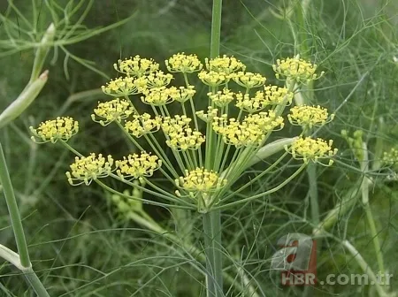 Yıllardır yanı başımızdaydı: Kalp hastalığı riskini azaltan o mucize! 3