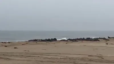 Binlercesi sahile vurdu! Dünya şaşkın