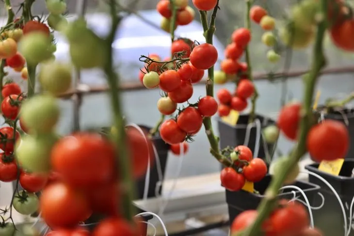 Çiftçinin tarlada kalan ürününe çare aranıyor! Domates ihracatçısına kur desteği | Tarım Kredi de devreye girdi