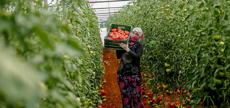 Antalya'da yaş sebze meyve ihracatı arttı