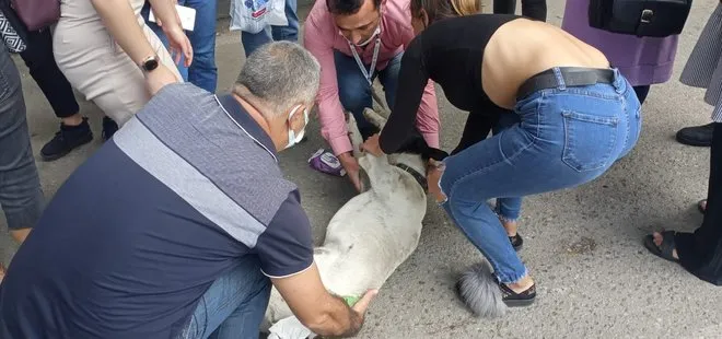 Zonguldak’ta minibüs çarpan köpeğe dakikalarca kalp masajı yaptılar! O anlar kamerada