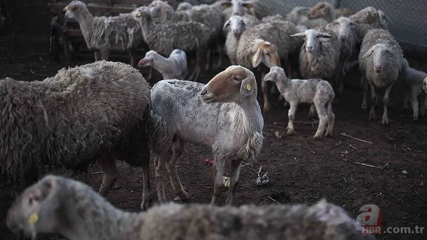 Şap hastalığı ne demek? Şap virüsü nedir? Hayvandan insana bulaşır mı, öldürür mü? Nasıl bulaşır, zararları neler? 10