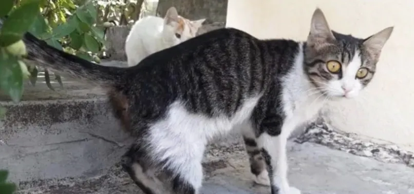 Çok sayıda kedinin arka ayaklarını kestiler! Gaziantep'te kanlar içinde kalan kediler büyük panik yarattı... O vicdansızlar aranıyor