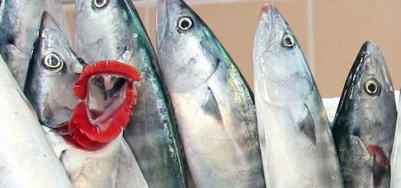 Samsun'da palamut patlaması yaşanıyor