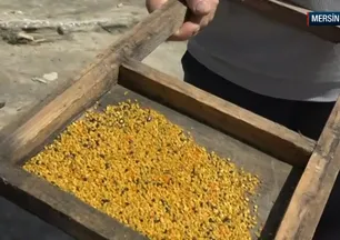 Şifa deposu! Kilogramı 1.300 lira