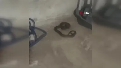 Yılan ile sohbeti gülümsetti