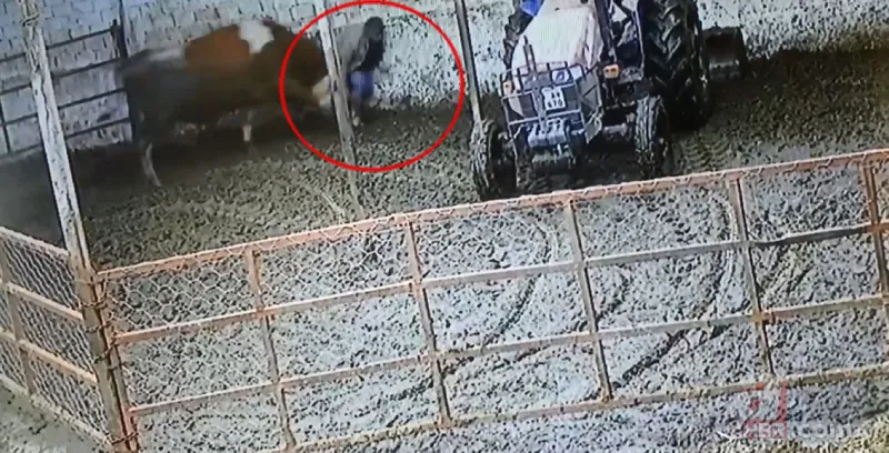 Kızgın boğa sahibine dehşeti yaşattı! 800 kiloluk Mosso böyle saldırdı 🐂 16