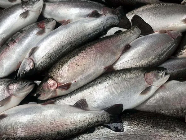 Trabzon ve Rize’den 12 ülkeye 35,5 milyon dolarlık Türk somonu ihraç edildi