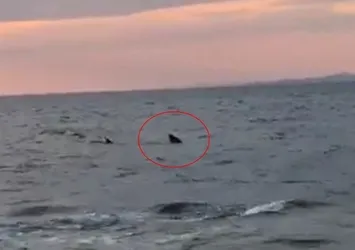 Saros Körfezi'nde köpek balığı paniği