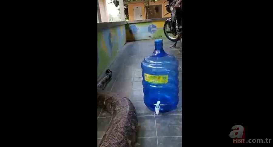 Bir yılan bunu neden yer? Pitonu ameliyat eden veterinerlerden sevinç çığlıkları 25