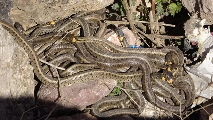 Bahçede ortaya çıktı! 1,5 metre uzunluğunda yılan böyle görüntülendi