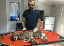 Giresunda buldu tedavi altına alındı