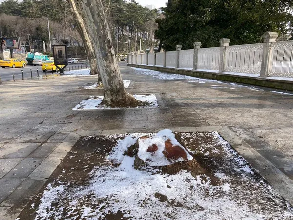 CHP’li İBB asırlık çınarları tek tek kesti! İhmal iddiası: Bakım budamaları hastalığın yayılmasına neden oldu