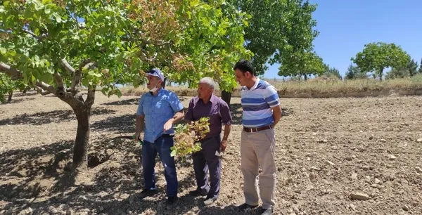 Antep fıstığında hastalık tehdidi - 2