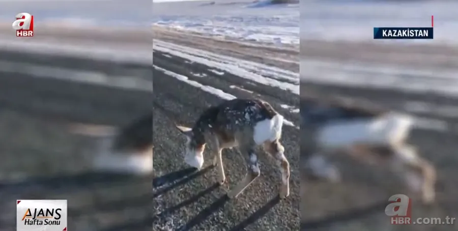 Soğuktan yüzünün tamamı dondu! Başı buz kütlesine dönen karaca böyle kurtarıldı 1