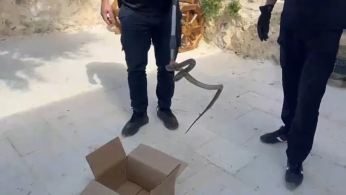 Cami imamı fark etti! Avluya giren yılan yakalandı - 1
