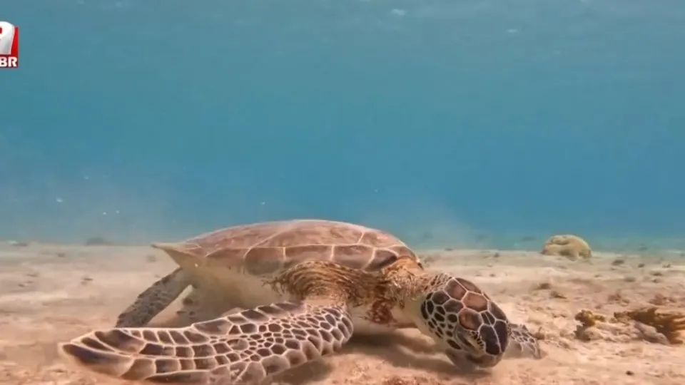 Ömrünü deniz kaplumbağalarına adadı