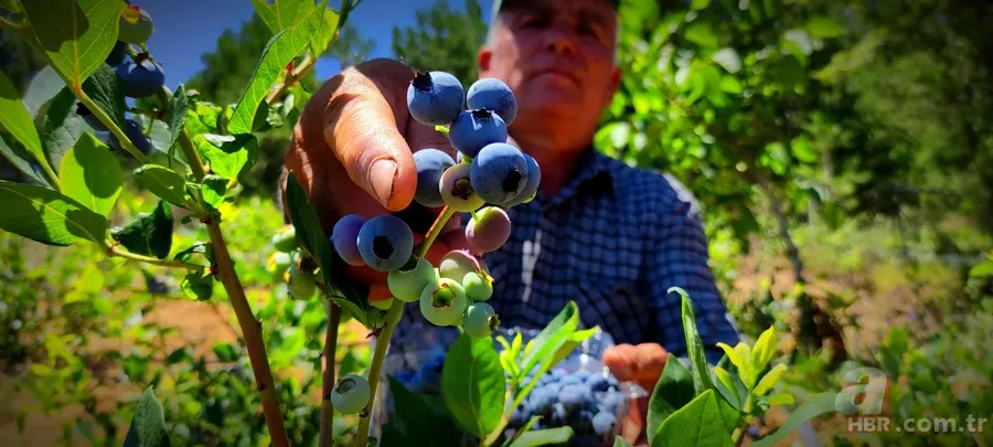 Kilosu 100 TL’lik meyvelerini bakın nasıl koruyor! Görenler hayrete düştü 5