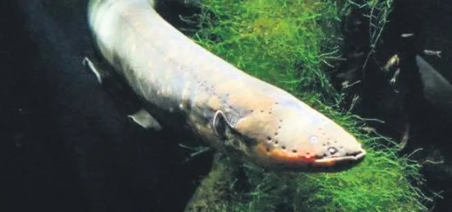 Bu balık 860 volt elektrik üretiyor!