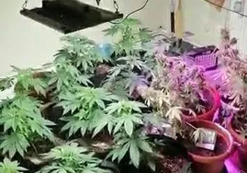 Evini uyuşturucu serasına çeviren şüpheli polisleri şaşırttı!