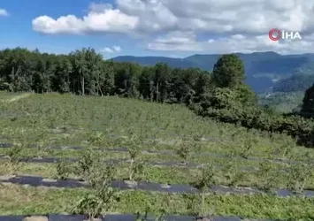 Ordu'da mavi yemiş kazandırıyor