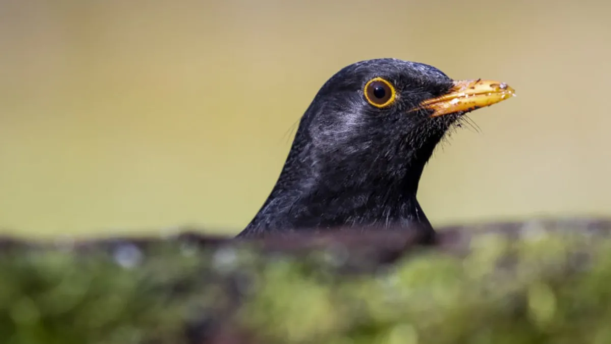 Sarı humma bağlantılı ilk vaka: İskoçya’da Usutu virüsü tespit edildi