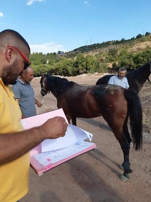 CHP'li İBB emekliye ayırmak üzere aldığı atları köy işlerine verdi - 1