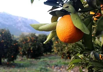 Portakalı 50 kuruşa satamayınca bedava veriyor