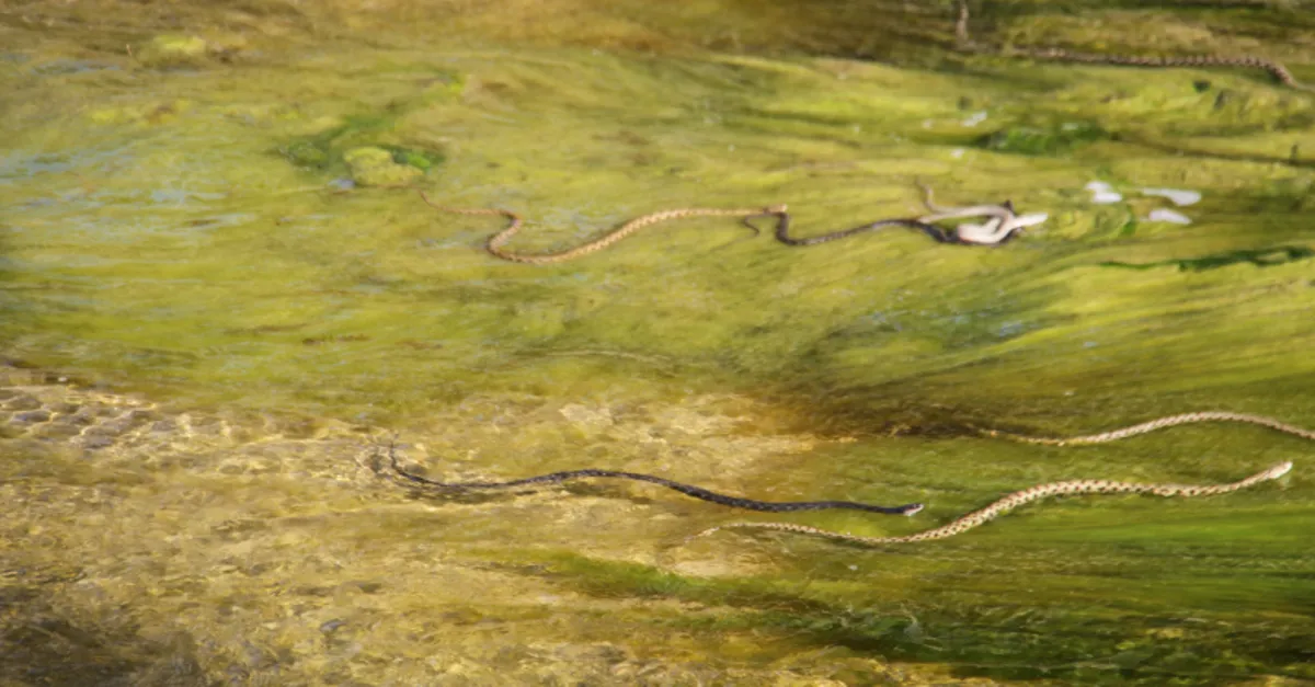 Konya Beyşehir’de şaşkına çeviren manzara!