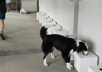 Dedektör köpeklerle istilacı böcek tespiti artık mümkün! Türkiye’de bir ilk