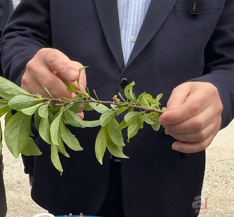Şehir şehir zarar gören ürünler listesi: Fındık, Ceviz, Kiraz... Türkiye'de Zirai Don Haritası ortaya çıktı! 6
