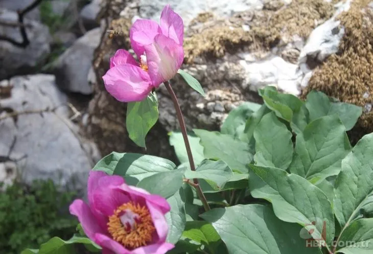 Dünyanın en pahalı çiçeği Muğla’da açıyor! Koparmanın cezası 109 bin TL