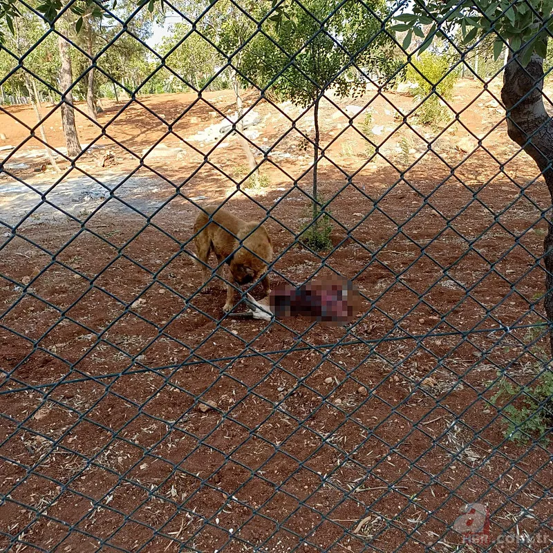 Köpekler koruma altındaki ceylanları parçalayarak yedi 6