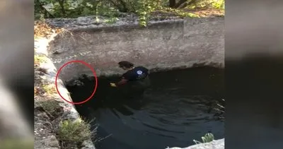 Sulama havuzuna düşen köpek böyle kurtarıldı Video