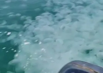 Güney Marmara kıyılarını ele geçirdiler! Balıkesir ve Bursa'da denizanası istilası