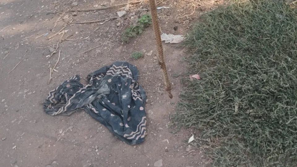 Çadırda yılan paniği! Demir çubukla...