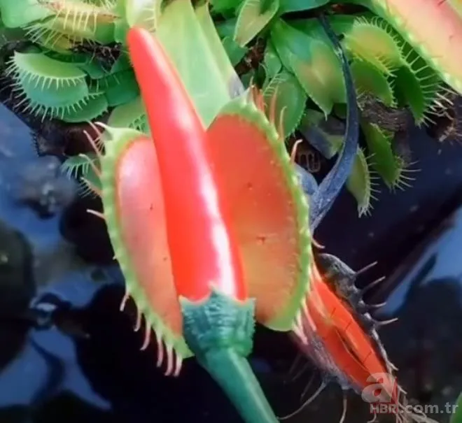 Sinek kapan bitkisine bu sefer acı biber yedirdiler! Bitkinin hazin sonu 3