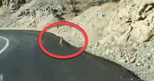 Kurt yola indi! İzini böyle kaybettirdi