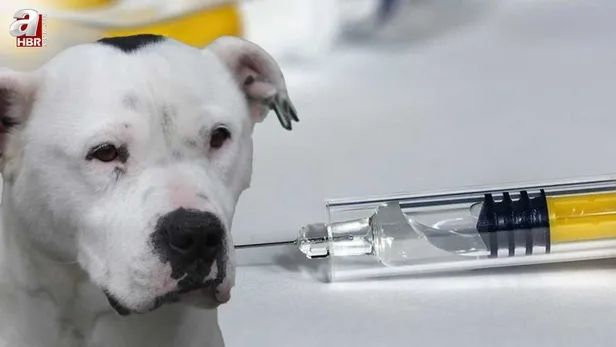 kuduz-olan-insan-kurtulur-mu-kuduz-nedir-nasil-bulasir-belirtileri-neler-tedavisi-mumkun-mu-1692432252530.jpg Kuduz olan insan kurtulur mu? Kuduz nedir, nasıl bulaşır, belirtileri neler? Tedavisi mümkün mü? - 1