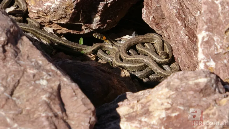 Arazide dolaşan vatandaş şoke oldu: Daha önce bu kadar kalabalık görüntülenmemişti 11