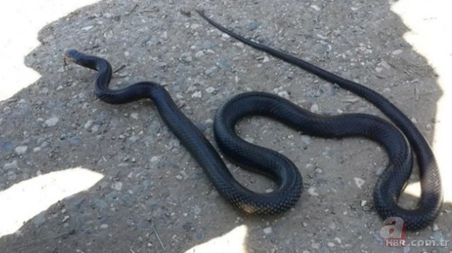 Kış uykusundan uyandılar! 🐍 Bir anda fırlayan yılan tek ısırıkla ölümün pençesine itti 4