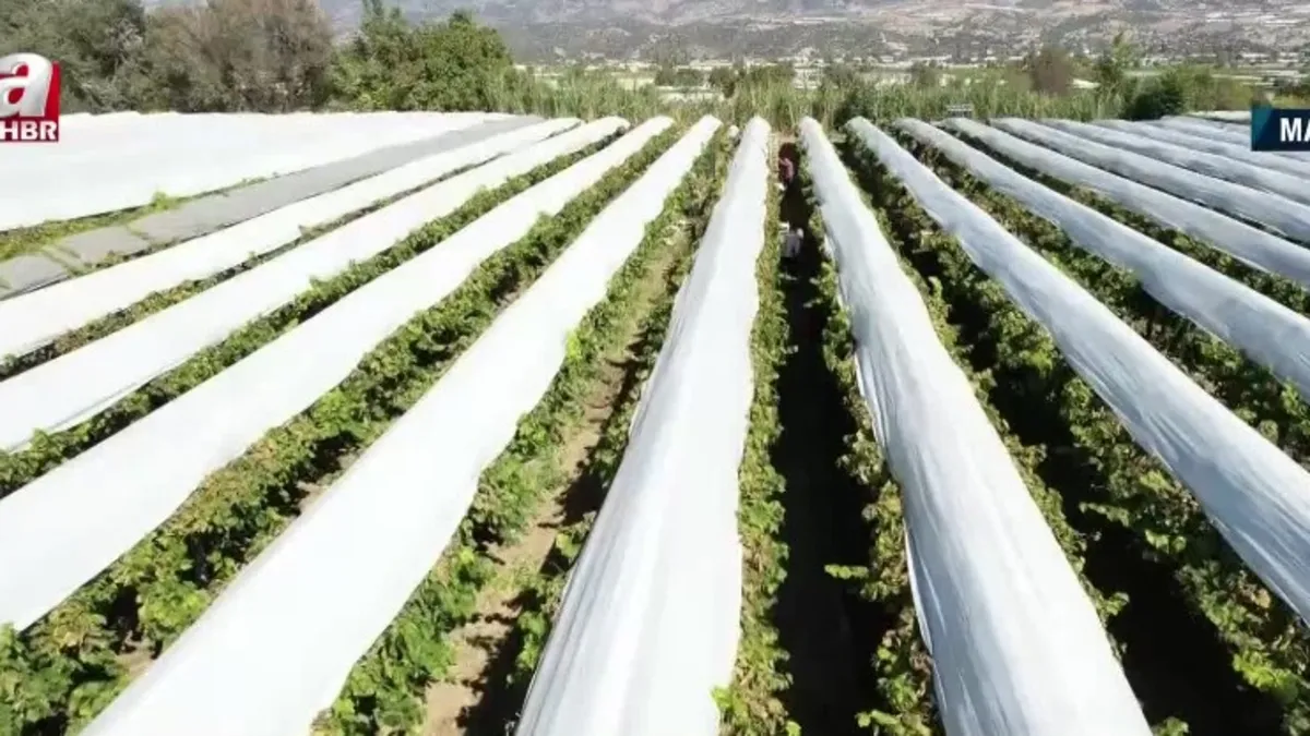 Sarıgöl Havzası’nda örtü altı üzüm üretimi!