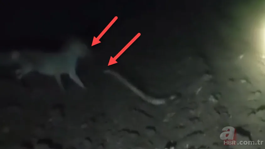 Domuz bekleyen çiftçi belgeselleri aratmayan görüntüler çekti! Tilki yılana saldırıp yedi 4