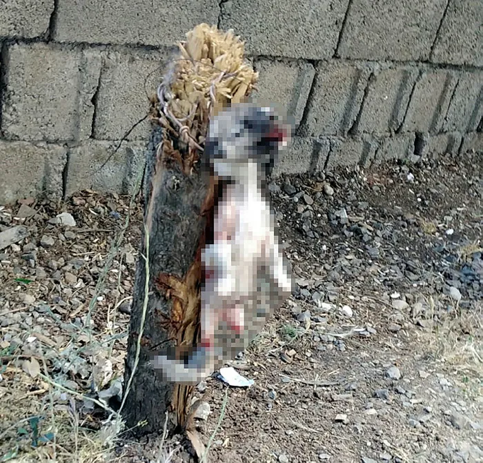 Kahramanmaraş’ta vahşet! Köpeğin ayaklarını bağlayıp öldürdüler - 1