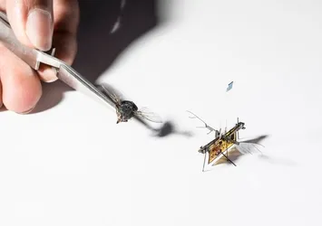 Kürdan ağırlığında robot böcek üretildi