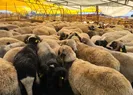 Marketlerde kurban fiyatları ne kadar?