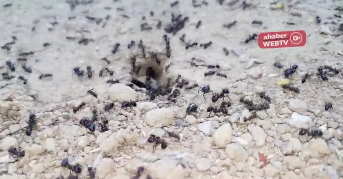 Karıncaların hareketliliği deprem habercisi mi? |Video