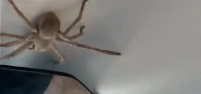 İniş sırasında pilotun üzerine dev örümcek düştü! Tam da Avustralya’ya özgü bir olay
